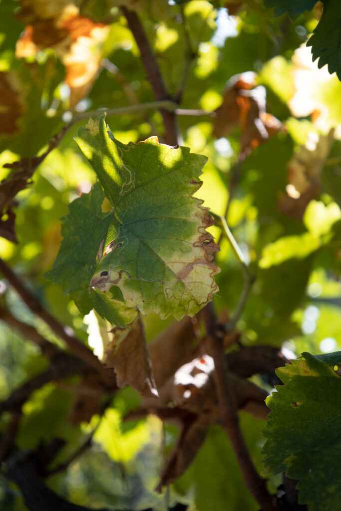 Prosecco Lunatico Docg
Prosecco biologico
Organic prosecco