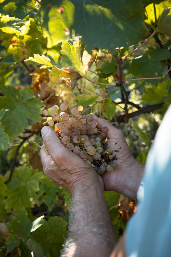 Prosecco Lunatico Docg - Rive di Refrontolo
Organic prosecco