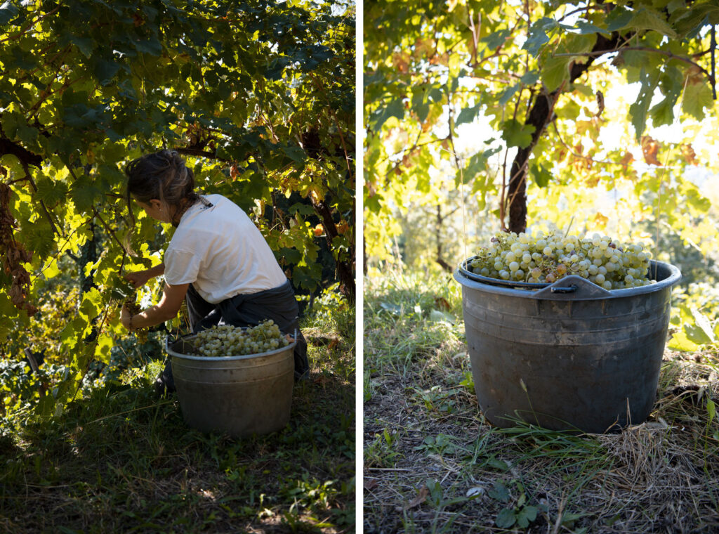 Prosecco Lunatico Docg
Prosecco bio
organic prosecco